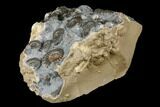 Ammonite (Promicroceras) Cluster - Marston Magna, England #176358-1